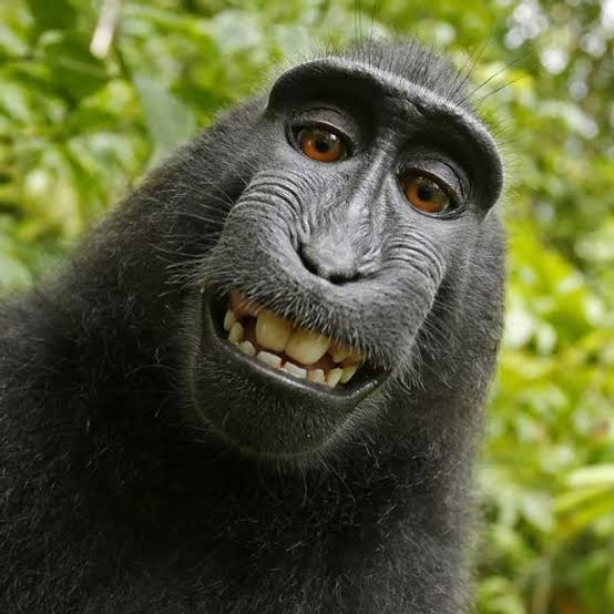 Naruto Macaque Selfie
